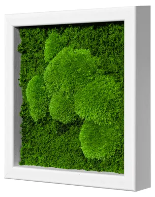 Produktbild von Moosbild Fifty Fifty Design (25x25, weiß)