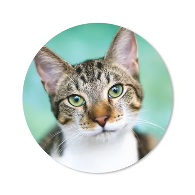 Produktbild von MuchoWow® Mauspad Mousepad Katze - Porträt - Augen 20x20 cm - Mousepads - Maus Mat - Pad - Mausunterlage - Schreibtischmatte