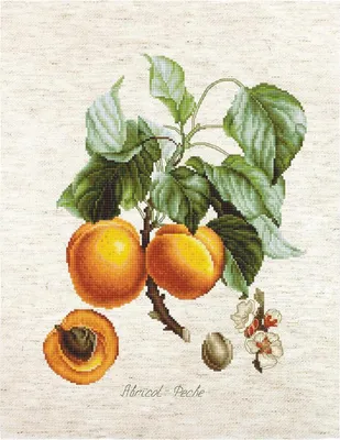 Zdjęcie produktu dla Luca-S zestaw do haftu krzyżykowego "Brzoskwinie" Aida, wzór liczony, 19,5x25cm