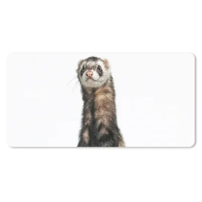 Produktbild von MuchoWow® Mauspad Mousepad Frettchen - Tiere - Fell 60x30 cm - Mousepads - Maus Mat - Pad - Mausunterlage - Nachhaltig