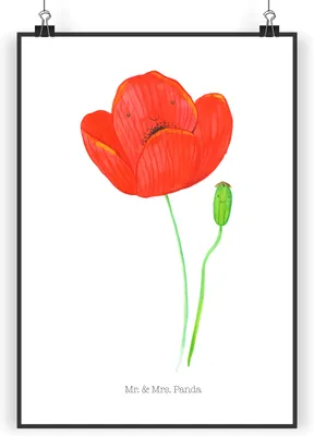 Produktbild von Mr. & Mrs. Panda Bild Blume Mohnblume DIN A4 - Weiß - Geschenk, Wandbild, Glaube, Respekt, Wanddekoration, wanddeko, drucke, Garten, Religion, Motivation, Mohn, Plakat