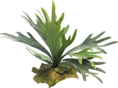 Produktbild von artplants.de Künstliche Pflanze Geweihfarn MIAOLI, Steckstab, grün, 25 cm - Künstliche Zimmerpflanze