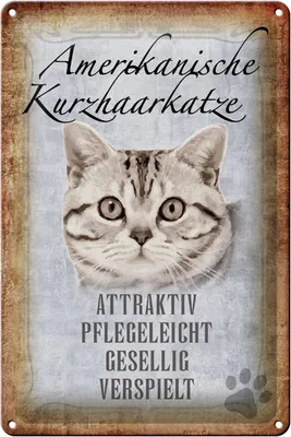 Produktbild von Blechschild Spruch 20x30cm Amerikanische Kurzhaarkatze