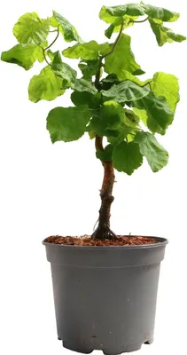 Produktbild von Corylus avellana 'Contorta', Korkenzieherhasel, 40–60 cm