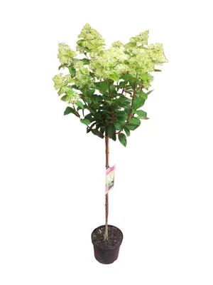 Produktbild von Hortensie ‘Limelight’ Stämmchen 130–140 cm – Rispenhortensie Hochstamm, winterhart, große grüne bis weiße Blüten