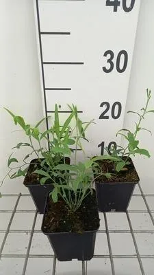 Produktbild von 6 x  Lathyrus lat. 'Red Pearl' - Breitblättrige Platterbse - Topf 9 x 9 cm