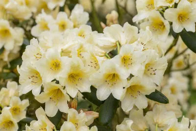 Produktbild von Rhododendron yakushimanum 'Millenium Gold', gelb, 40–50 cm