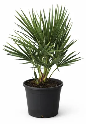 Produktbild von Chamaerops humilis - Winterharte Zwergpalme - 18cm Topf - ca. 40cm