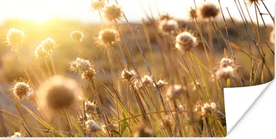 Produktbild von MuchoWow® Poster Pflanzen - Natur - Blumen - Sonne - Horizont 40x20 cm - Poster für die Wand - Poster Schlafzimmer