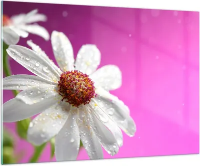 Produktbild von Bilder auf glas - Blume frühling garten - 100x70cm - Glasbilder - Wandbilder - Kunstdruck - zum Aufhängen bereit - Wanddekoration aus Glas - Glas Bilder - Wandbild auf Glas - GAA100x70-2469
