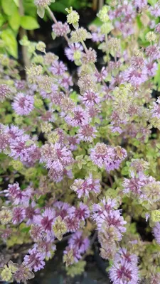 Image de Mentha pulegium / Menthe Pouliot