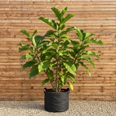 Produktbild von Schirmmagnolie 250-300 cm - Magnolia tripetala mehrstämmig