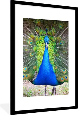Produktbild von MuchoWow® Gerahmtes Poster Pfau - Blau - Grün 60x90 cm - Poster mit Schwarzem Bilderrahmen Wandposter Rahmen Foto Bilder - Dekoration - Wandposter Wohnzimmer - Hochwertig