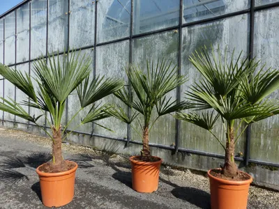 Produktbild von L Palme 100-120 cm Trachycarpus fortunei, Hanfpalme, winterhart + robust bis -18°C