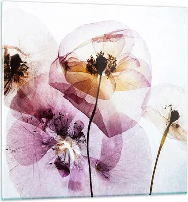 Produktbild von Bilder auf glas - blume sommer natur - 70x70cm - Glasbilder - Wandbilder - Kunstdruck - zum Aufhängen bereit - Wanddekoration aus Glas - Glas Bilder - Wandbild auf Glas - Einteilig - GAC70x70-3821