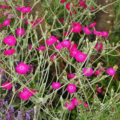 Obrázok produktu pre 6 x Vexierov karafiát - Lychnis coronaria | kvetináč 9cm x 9cm
