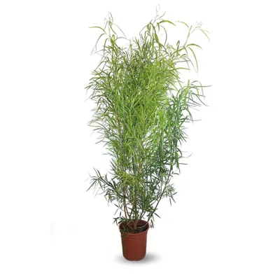 Image de Rhus viminalis - bambou non traçant- ↕ 100-110 cm - ⌀ 24 cm - plante d'extérieur