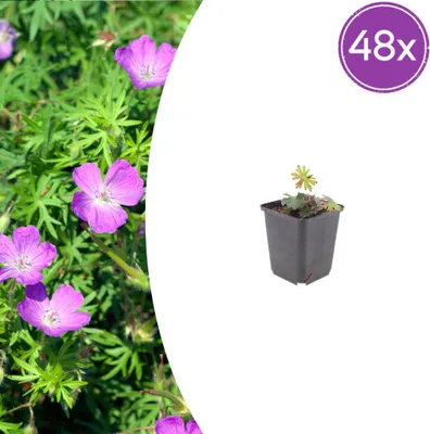 Zdjęcie produktu dla Geranium sanguineum – Geranium krwiste – doniczka 9 cm – 10–25 cm – zestaw 48 roślin