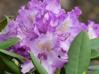 Produktbild von Rhododendron yakushimanum Bohlkens Lupinenberg - Ball Rhododendron - 30-40 cm
