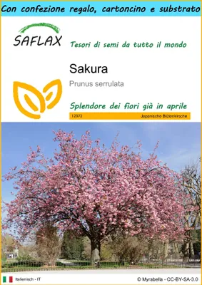 Immagine prodotto di SAFLAX Set regalo - Sakura - 30 semi - Prunus