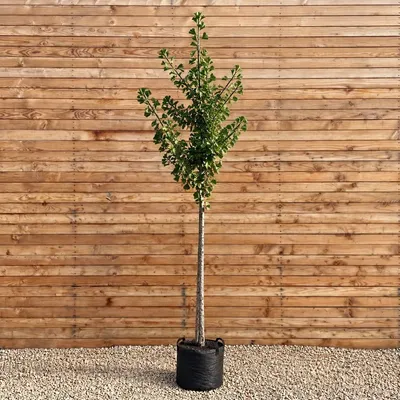Produktbild von Ginkgo biloba Säulenbaum Tremonia 250-300 cm, Stammumfang 10-12 cm