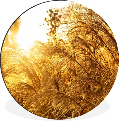 Produktbild von MuchoWow® Aluminium Wandkreis Pampasgras - Sonne - Gras Ø 30 cm Wanddeko Modern Wohnzimmer - Wand Bild - Wohnzimmer - Runde Bilder - Alubilder - Kunst für zu Hause - Aluminium - Wanddekoration
