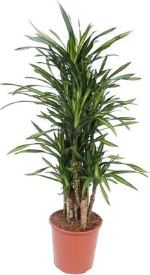 Zdjęcie produktu dla Drzewo smocze Dracaena Riki - wysokosc 140cm - srednica 30cm - elegancka