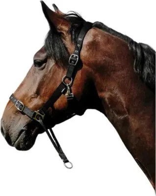 Image de Norton Equestrian : Halter en nylon, noir, taille cheval