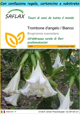 Immagine prodotto di SAFLAX Set regalo - Trombone d'angelo / Bianco - 10 semi - Brugmansia