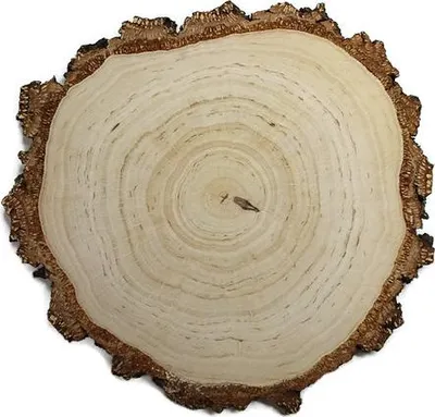Produktbild von Holzscheibe Birke geschliffen 30-32 cm / 2,5 cm