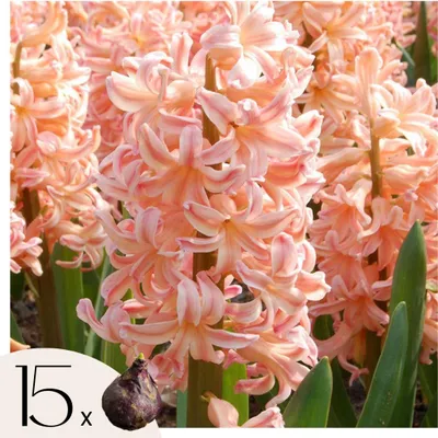 Zdjęcie produktu dla Hiacynt - 15 szt - Hyacinthus Gipsy Queen - Cebulki kwiatowe - Pomarańczowy