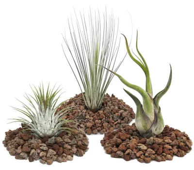 Produktbild von 1 Set mit 3 Tillandsien (1 ionantha 1 juncea 1 caput medusa)