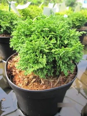 Produktbild von Chamaecyparis pisifera Tsukumo - Silberzypresse Tsukomo - 10-15