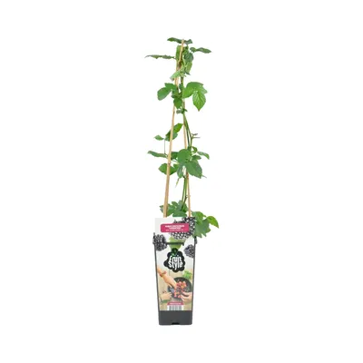 Produktbild von Bloomique - Rubus Fruticosus 'Thornfree' - Brombeerstrauch - Obstpflanzen - Gartenpflanzen - Winterhart - ⌀14 cm - Höhe 60-70 cm