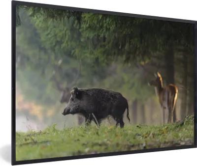 Produktbild von MuchoWow® Gerahmtes Poster Wildschwein - Rotwild - Wald 30x20 cm - Poster mit Schwarzem Bilderrahmen Wandposter Rahmen Foto Bilder - Kunstdruck - Bild-Poster