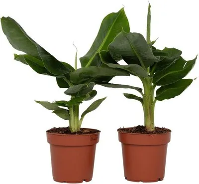 Productafbeelding van JUNAVERA Musa Dwarf Cavendish bananenplant | 12 cm pot | circa 55 cm hoog