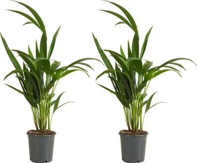 Produktbild von Bloomique - 2er Set - Howea Forsteriana - Kentiapalme - Zimmerpflanzen - Luftreinigend - Haustierfreundlich - 40-60 cm hoch - Topf 13 cm