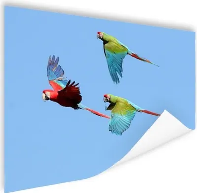 Produktbild von MuchoWow® Poster Drei fliegende Aras 180x120 cm - Fotoplakat