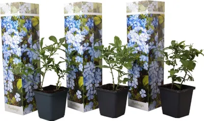 Three potted plants with decorative packaging.