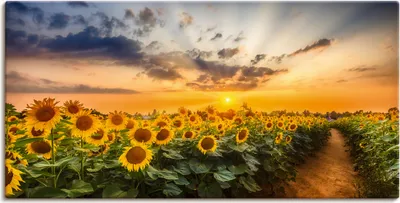 Produktbild von ARTland Leinwandbild Sonnenblumenfeld bei Sonnenuntergang Größe: 100x50 cm
