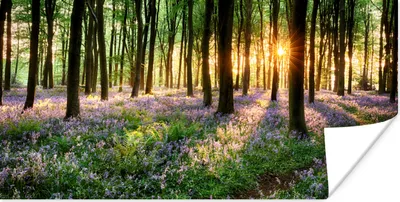 Produktbild von MuchoWow® Poster Wald - Blumen - Lavendel - Sonne - Lila - Natur 40x20 cm - Poster für die Wand - Poster Schlafzimmer