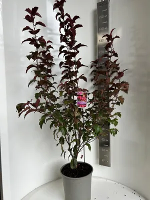 Immagine prodotto di Malus 'Veitch's Scarlet' - Melo ornamentale | 100-120 cm in vaso