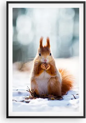 Produktbild von Gerahmtes Poster - Schwarzer Rahmen - Eichhörnchen Winter Schnee Essen - 61x91,5 cm - Wand Bild - Wanddeko - Wandbilder - Wandposter - Bilderrahmen - Bilder - Kunstdruck - Wandbild - P2BPA61x91-2798