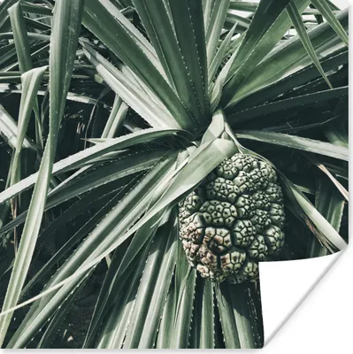 Produktbild von MuchoWow® Poster Kaktus - Tropisch - Grün 75x75 cm - Wand Dekoration
