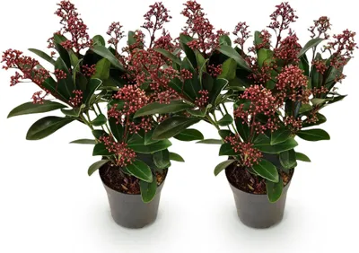 Produktbild von GreenboutiQ - Terrassenpflanze - Skimmia japonica Rubella - Blüte Rot - 10+ Blumen - 2 Pflanzen - Winterhart - Topf 10,5cm Höhe 25cm