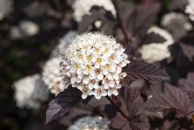 Zdjęcie produktu dla Physocarpus opulifolius 'Summer Wine', winorośl pęcherzowa, czerwone liście, 40-60 cm