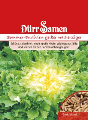 Produktbild von Sommerendivien Gelber Vollherziger | Sommerendiviensamen von Dürr Samen