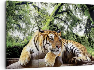Produktbild von Bild auf Leinwand - Leinwandbild - 3 Teile - Tiger Dschungel Ruhe - 165x110cm - Wand Bild - Wanddeko - Wandbilder - Leinwanddruck - Bilder - Wanddekoration - Leinwand bilder - CE165x110-4166