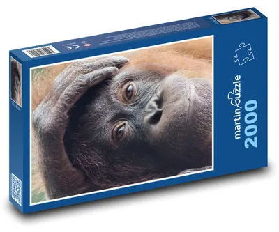 Obrázok produktu pre Puzzle 2000 Oddychujúci orangutan - martinpuzzle