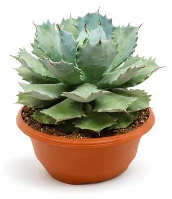 Productafbeelding van Agave potatorum - Agave - Zeldzaamheid - Diameter 30 cm - Hoogte 40 cm